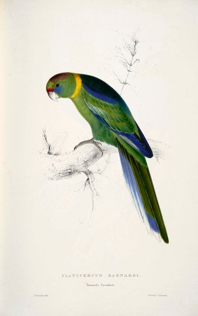 Buntsittich von Edward Lear